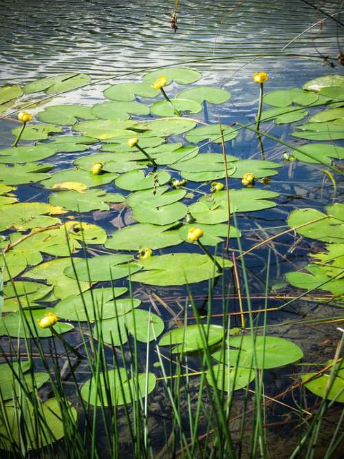 Water Nature Lake Flower Zen