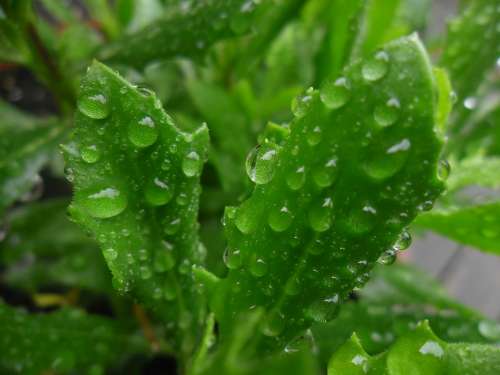 Water Drops Nature Rain Water Drop Raindrop Sheet