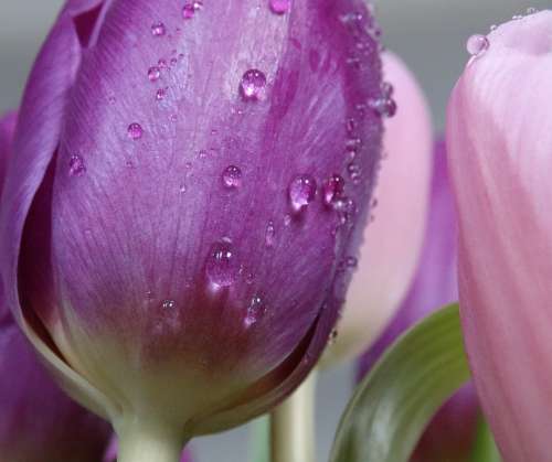 Water Drops Tulip Flower Purple