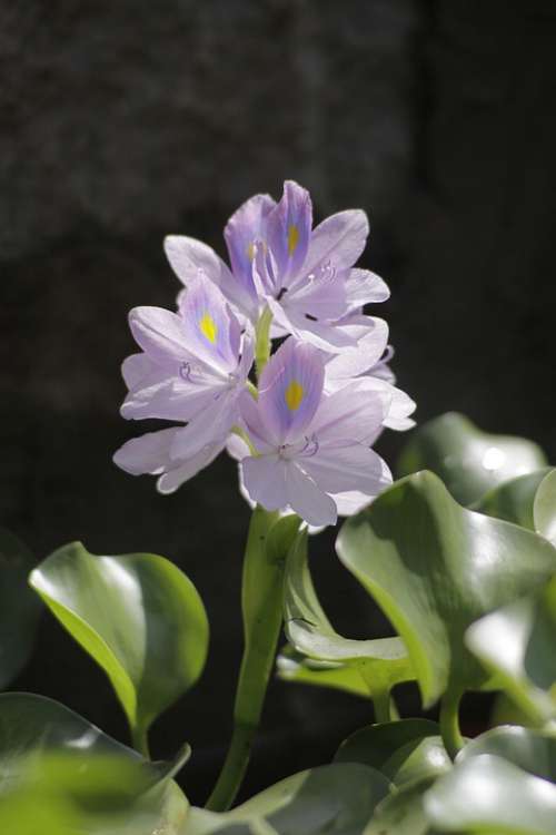 Water Hyacinth Flower Violet Eichhornia Aquarium