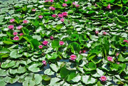Water Lilies Flowers Pond Water Lily Pink Water