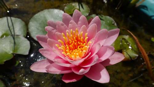 Water Lily Pond Water Plant Bloom Flower Nymphaea
