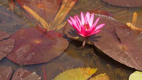 Water Lily Botanical Gardens Lotus Garden Pond