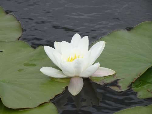 Water Lily White Water Lily White Blossom Bloom