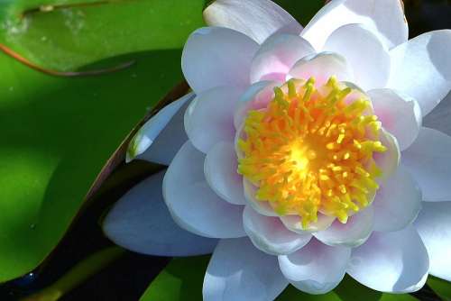 Water Lily White Aquatic Plant Water Flower Blossom