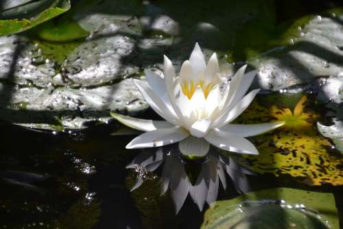 Water Lily White Water Nature Flower Blossom