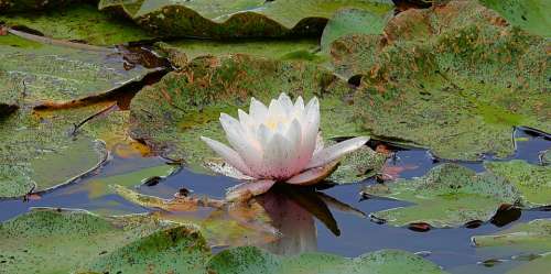 Water Lily Pond Flower Pink