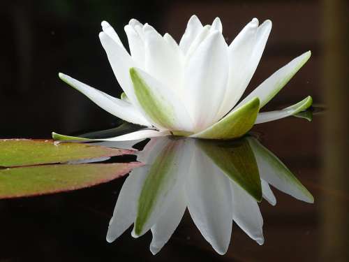 Water Lily Flower Pond Water Plant Flowers Bloom