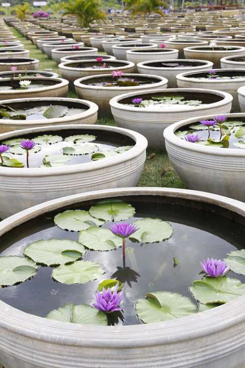 Water Lily Garden Pond Ceramic Rajamangala Thailand