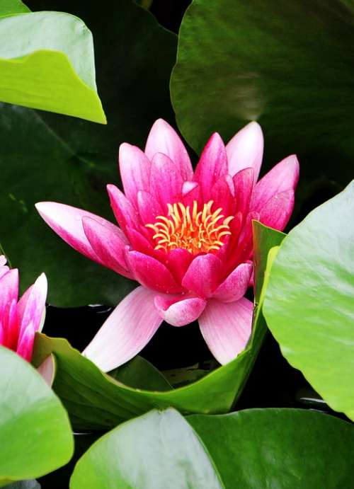 Water Lily Blossom Bloom Flower Pond Red
