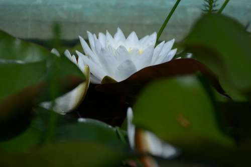 Water Lily Snow-White White Outdoor Water Nature