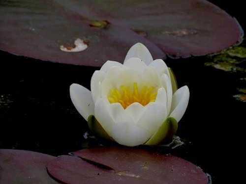 Waterlilies Chalice Water Flower Pond Petals