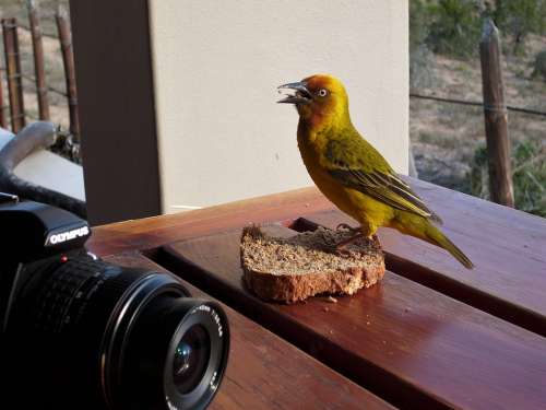 Webervogel Bird Animal South Africa Africa Nature