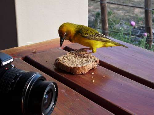 Webervogel Bird Animal South Africa Africa
