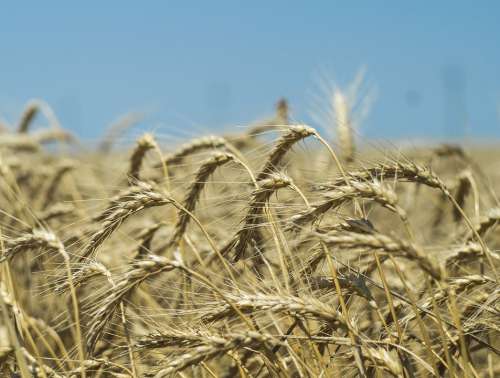 Wheat Harvest Field Cereals Grain Summer Farm