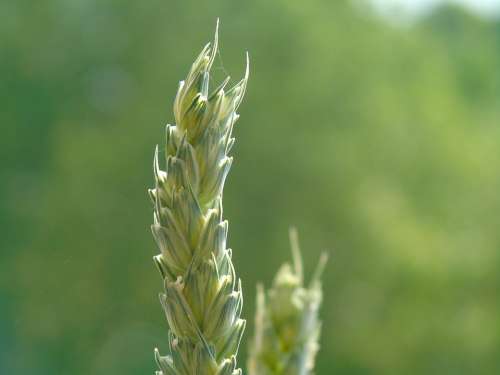 Wheat Grain Agriculture Cereals Nature Spike