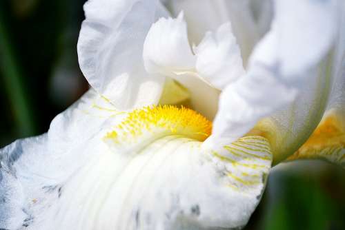 White Flower Bloom Garden Spring Plant Blossom