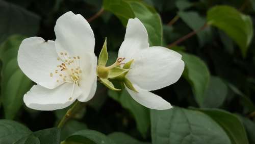 White Flower Green Spring Landscapes Beautiful