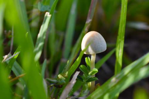 White Mushroom Green Nature Plant Small