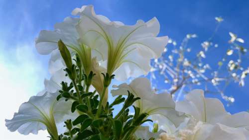 White Flower Blue Sky Petunia Petals Bloom Garden