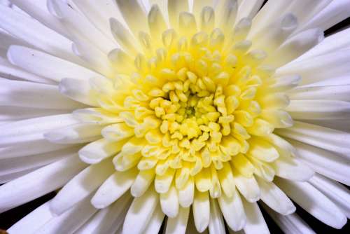White Flower Nature Beautiful Awesome Nikon Micro