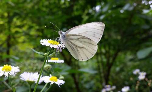 White Butterfly Nature Insect Summer Wing