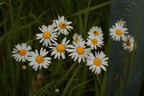 White Flower Dark Background White Flowers Nature