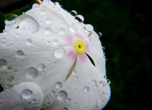 White Flower Drops Of Water Macro Wet Rain Rocio