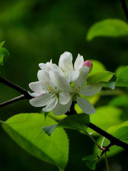 White Flowers Fruits Bloom Apple