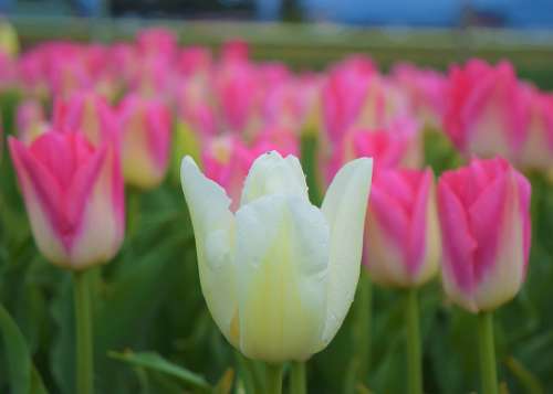 White Tulip Pink Flowers Fields Nature Beauty