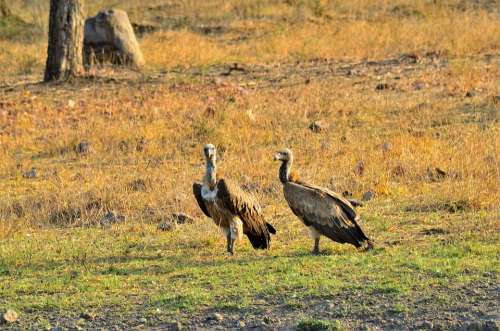 Wild Animals Vulture Carnivores Scavengers Bird