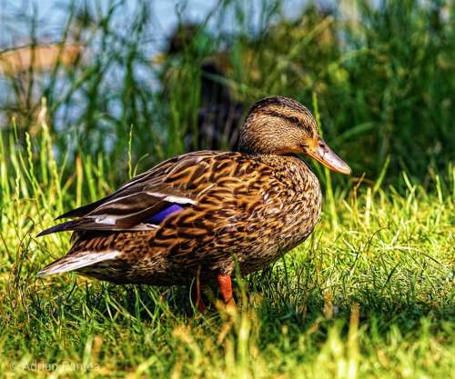 Wild Duck Bled Lake Slovenia