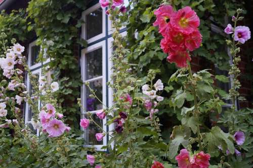 Window Stock Rose Garden Colorful Bloom Summer