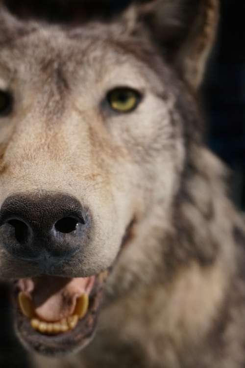 Wolf Close Up Stuffed Animal World Predator
