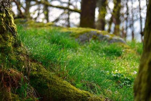 Woodland Forest Floor Forest Moss Nature Seasonal