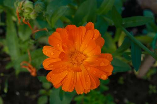 Worry Calendula Flower Orange Gardening Summer