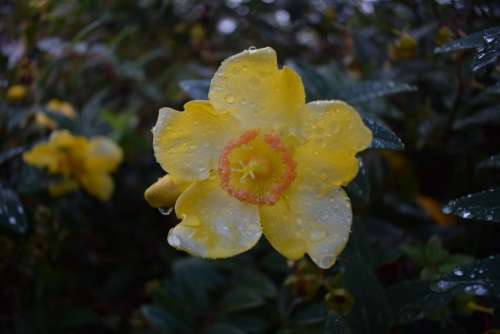 Yellow Flower Water Drops Nature Garden Plant