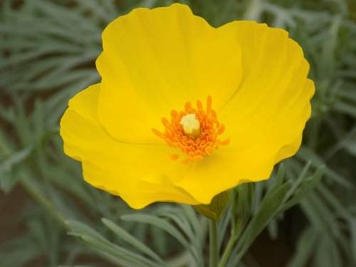 Yellow Poppy Nature Blossom Bloom Bloom Close Up