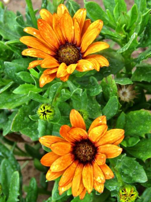 Yellow African Daisy Osteospermum Single Flower