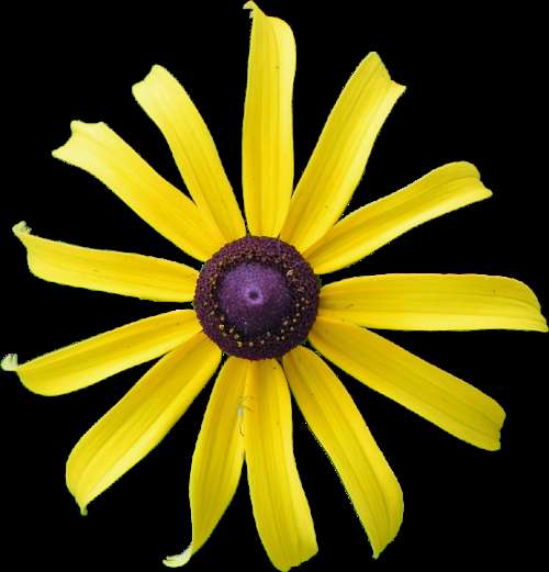 Yellow Flower Rudbeckia Flower Black-Eyed Yellow