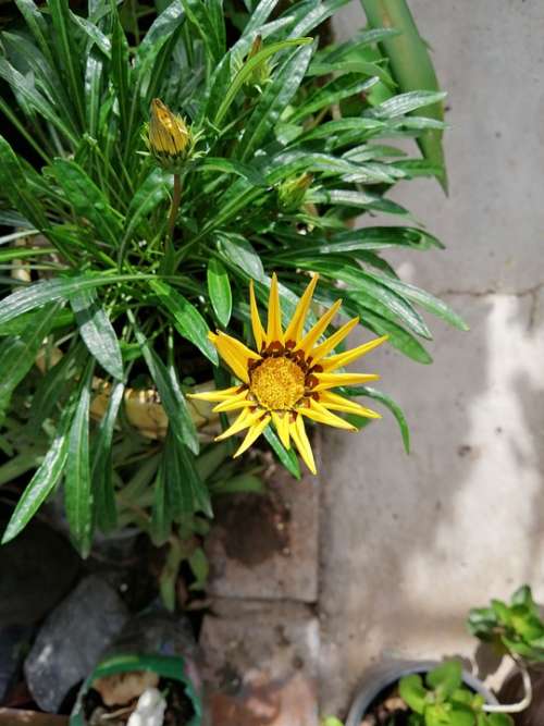 Yellow Flower Flower Floral Nature Yellow