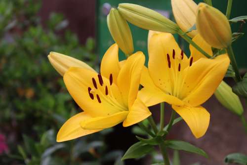 Yellow Lily Flowers Plants Flora Horticulture