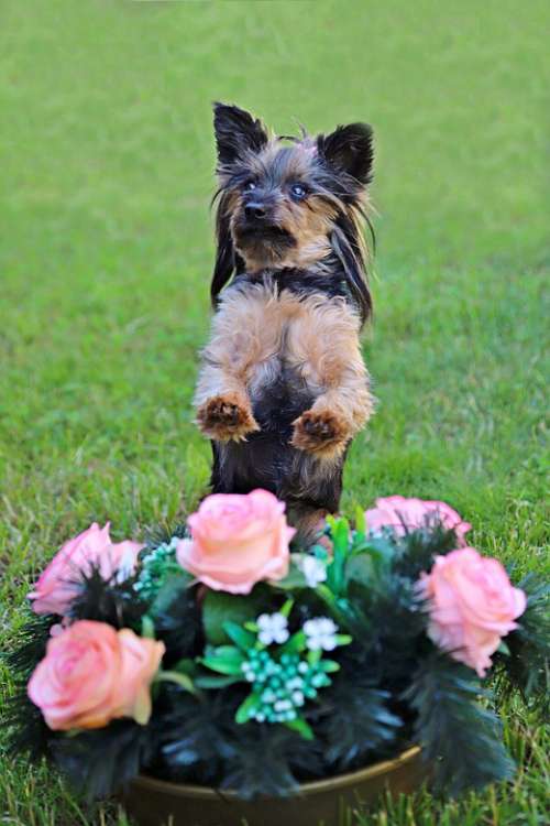Yorkshire Terrier Dog Cute Roses Wreath