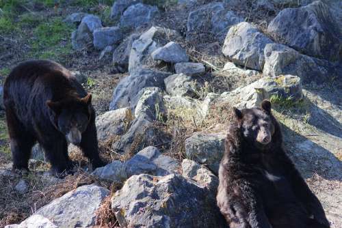 Zoo Nature Bear Animal Mammal Predator Fur