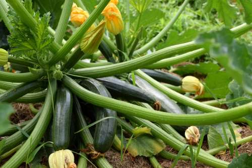 Zucchini Garden Food Plant Healthy Nutrition