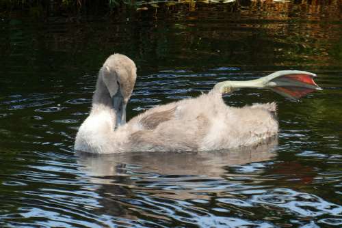 Zwanenjong Down Feathers Swimming Ditch Swan