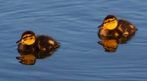 2 ducklings on lake in morninglight