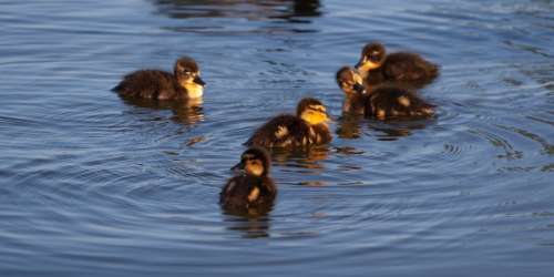 5 ducklings