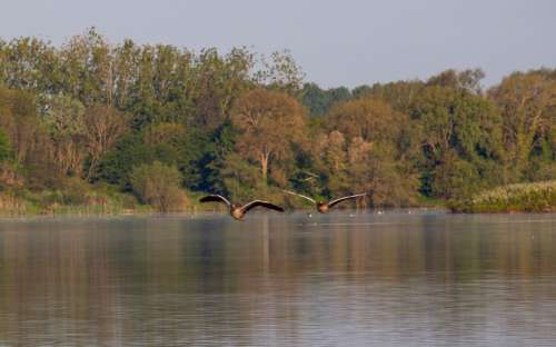 two low flying geese over water