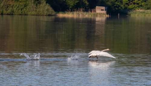 swan taking off from lake